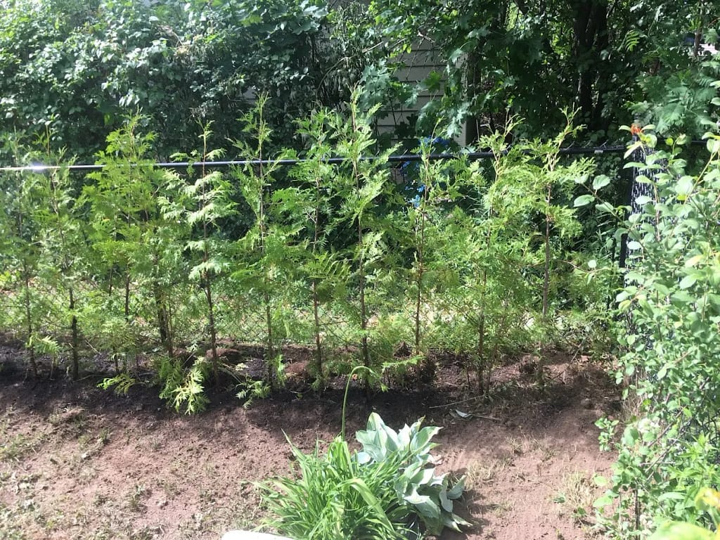 Eastern White Cedar Hedging on day of installation