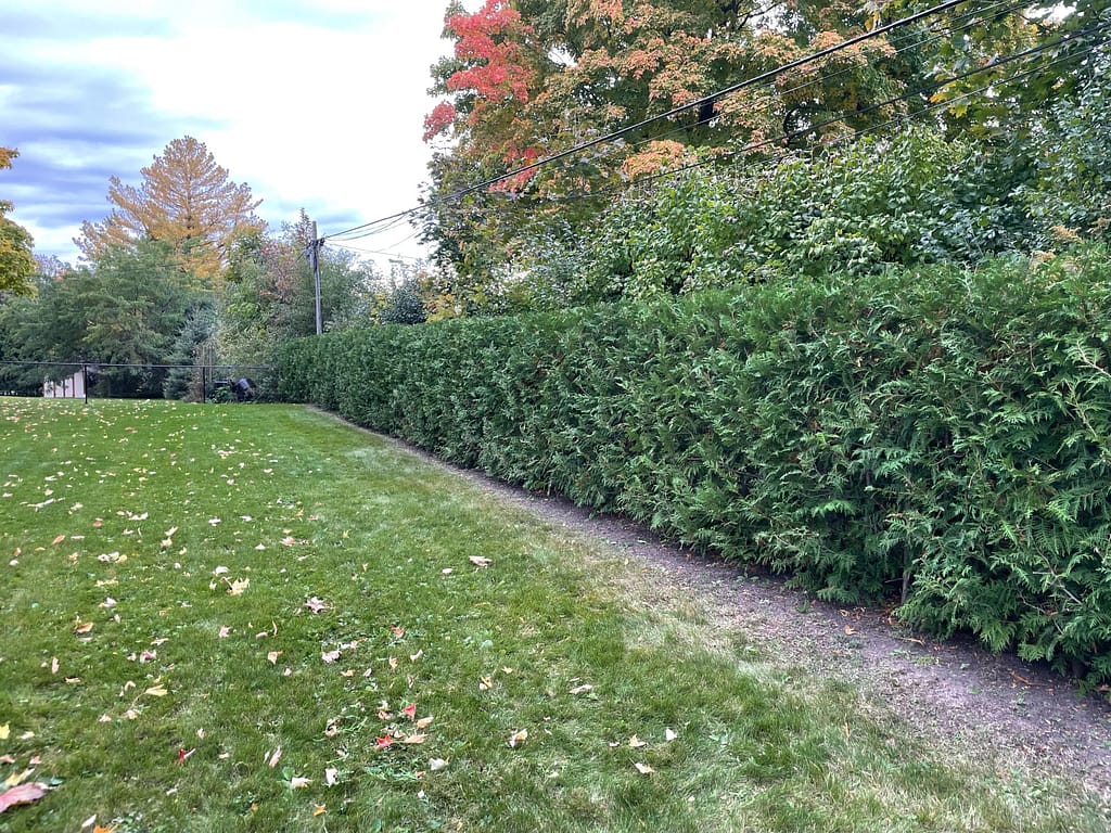 Same Hedge 3 years later