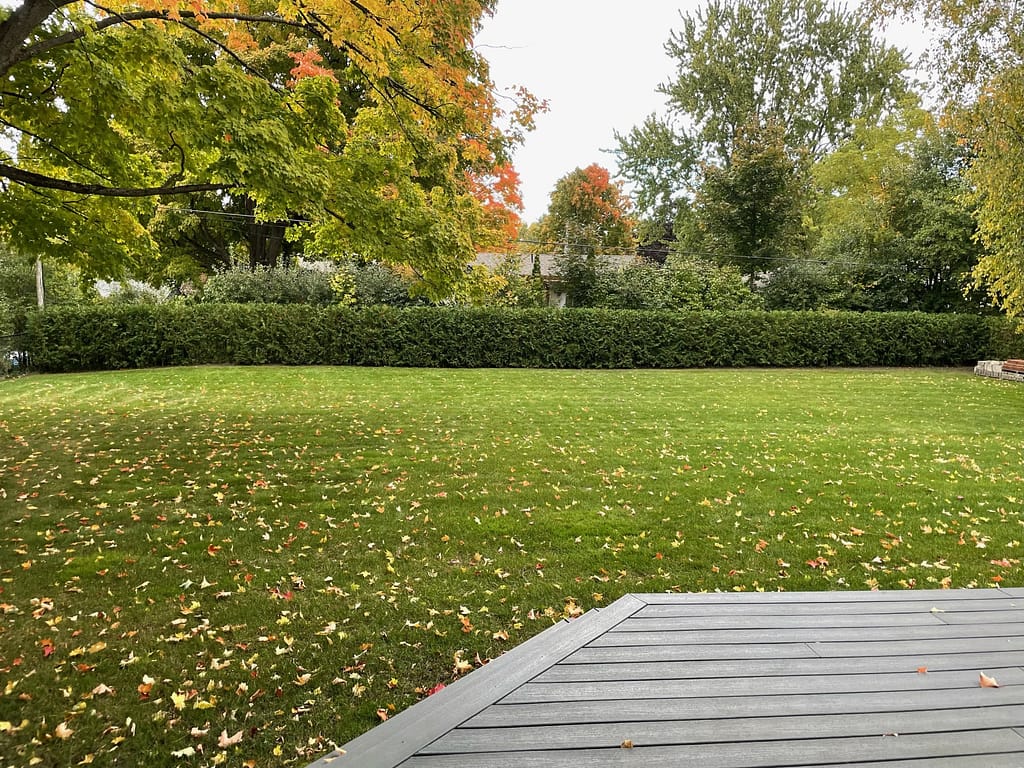 Cedars doing really well three years later (same site)