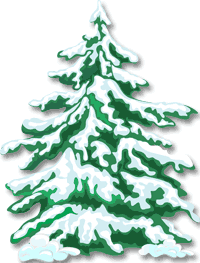 Evergreen Tree with Snow / Cedar at Christmas Holidays