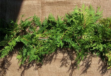 Cedar, Pine and Spruce Garland