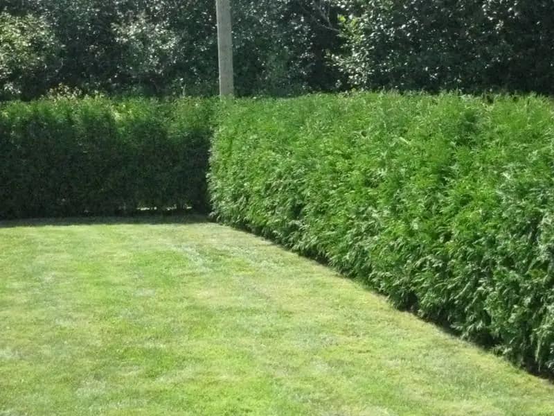 Cedar Hedge